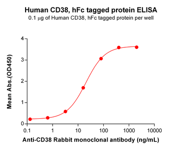 Human B4GALT1 Protein, hFc Tag