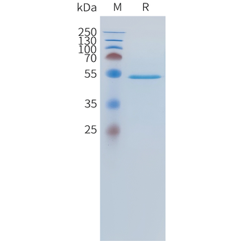 Mouse CD33 Protein, hFc Tag
