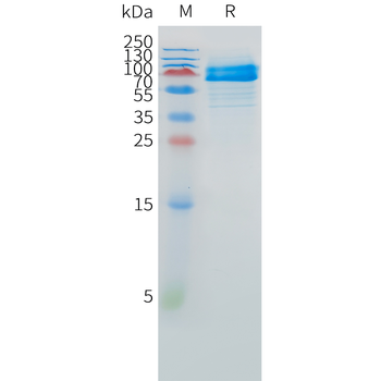 Mouse 4-1BB Protein, hFc Tag
