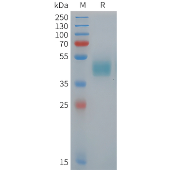 Cynomolgus IL18BP Protein, hFc Tag