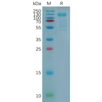 Human PROM1 Protein, hFc Tag