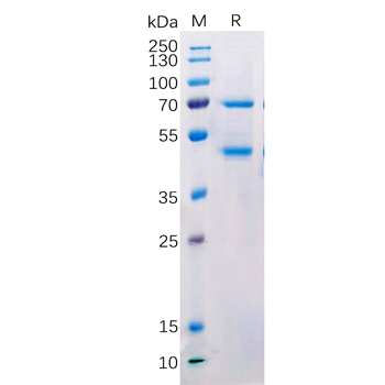 Human CD93 Protein, hFc Tag