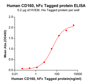 Human RNASE4 Protein, His Tag