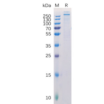 Human LGR4 Protein, hFc Tag