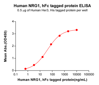 Human BST1 Protein, hFc Tag