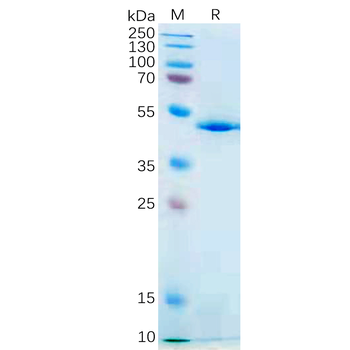 Human GP6 Protein, hFc Tag