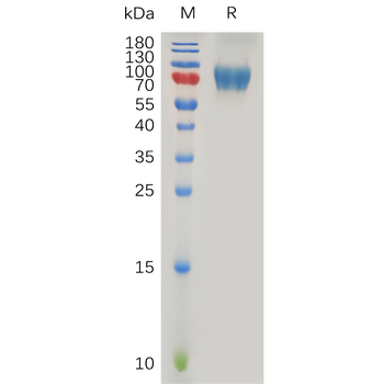 Human GFRAL Protein, His Tag