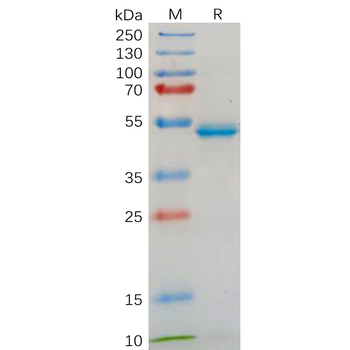 Human EFNA3 Protein, hFc Tag