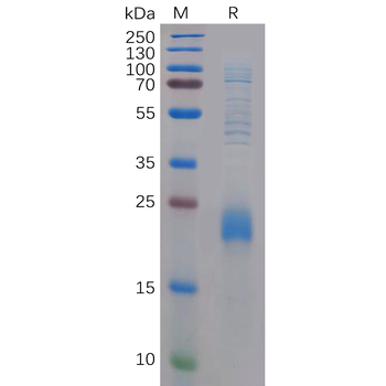Human EVA1C Protein, hFc Tag