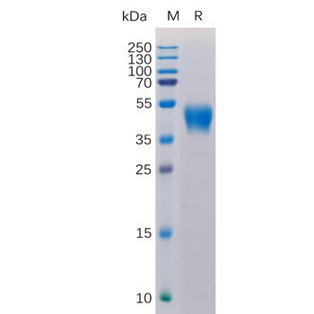 Human CLEC9A Protein, hFc Tag