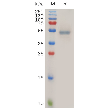 Human CLEC1A Protein, hFc Tag