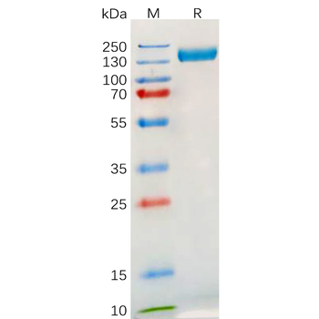 Human CD62L Protein, His Tag