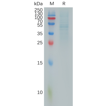 Human MDR-1 Protein, hFc Tag
