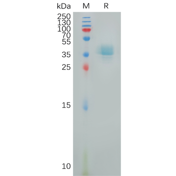 Human c-MPL Protein, hFc Tag