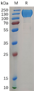 Human CD112 Protein, His Tag