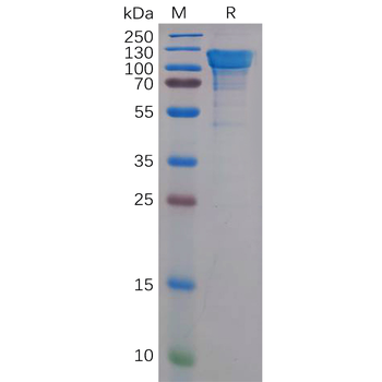 Human CD112 Protein, mFc Tag