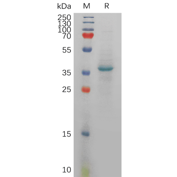 Human CD112 Protein, hFc Tag