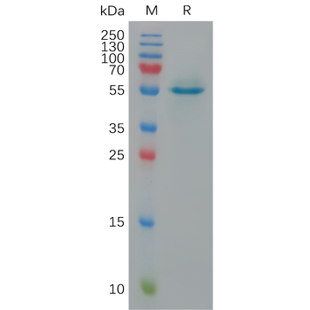 Human TMEM173 Protein, hFc Tag