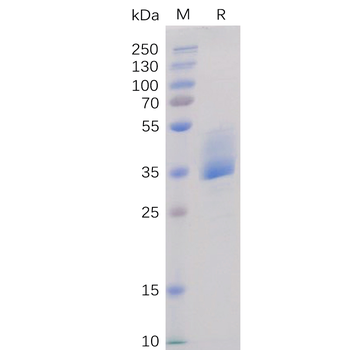 Human ADORA2A Protein, hFc Tag
