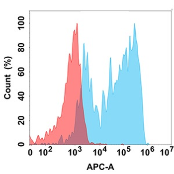 CCR8 Antibody