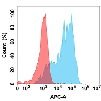 SCF Antibody