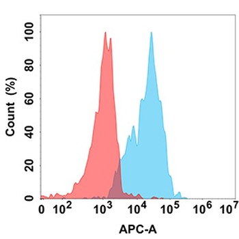 CD70 Antibody