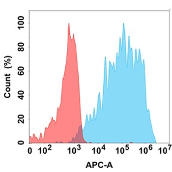 VEGFR2 Antibody