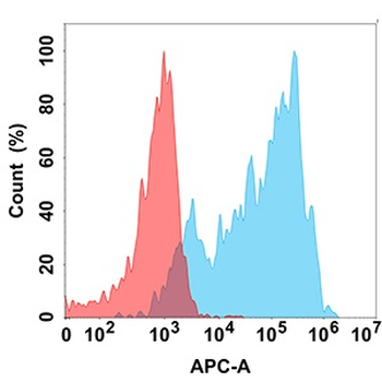 CCR8 Antibody