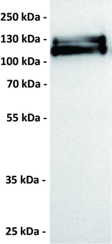 Anti-EPHA2 antibody(DM167), Rabbit mAb