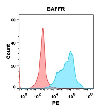 Anti-BAFF-R antibody(DM143); Rabbit mAb
