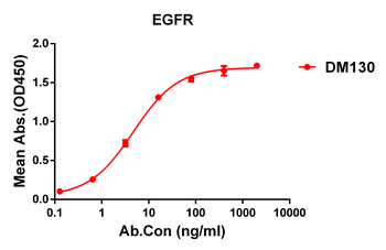 EGFR Antibody