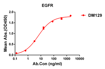 EGFR Antibody