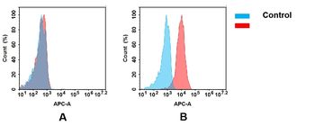 Anti-CD30 antibody(DM104); Rabbit mAb