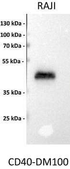 Anti-CD40 antibody(DM100), Rabbit mAb