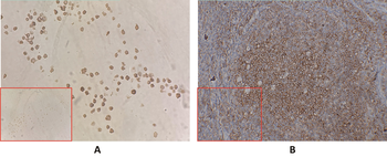 Anti-CD40 antibody(DM100), Rabbit mAb