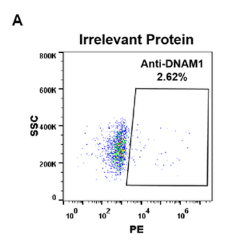 Anti-DNAM-1 antibody(DM96); Rabbit mAb