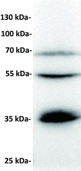 Anti-BTN3A1 antibody(DM94); Rabbit mAb
