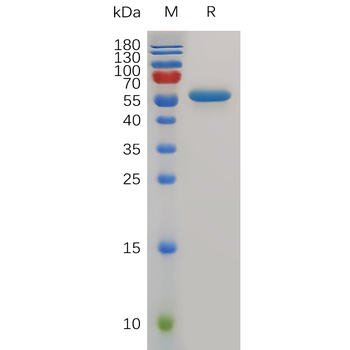 Human FAM3D Protein, hFc Tag