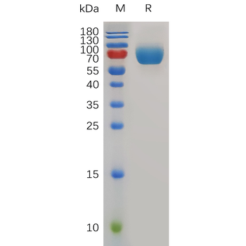 Human F2RL1 Protein, hFc Tag