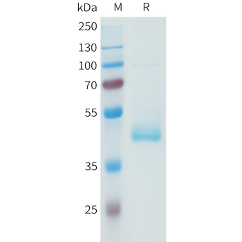 Mouse 4-1BB Ligand Protein, hFc Tag