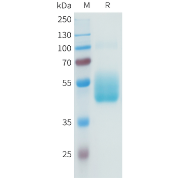 Mouse NKG2D Protein, hFc Tag