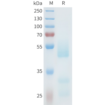 Mouse OX40 Ligand Protein, hFc Tag