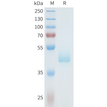 Mouse GITR Ligand Protein, hFc Tag