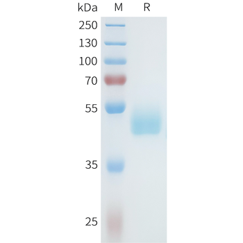 Mouse TACI Protein, hFc Tag