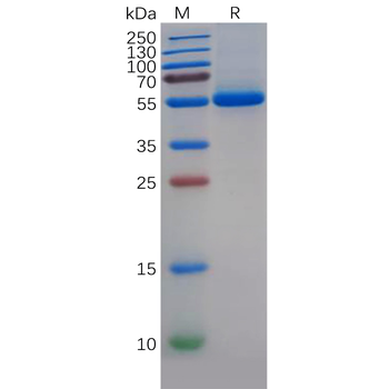 Human MCEMP1 Protein, hFc Tag