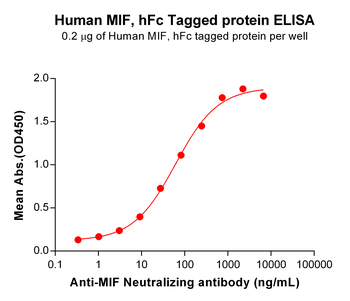 Human CLDN2 Protein, hFc Tag