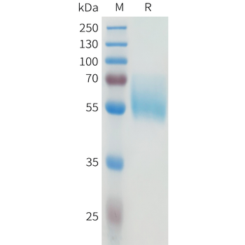 Mouse TNFRSF10B Protein, hFc Tag