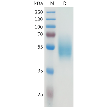 Mouse CB1 Protein, hFc Tag