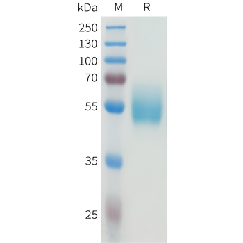 Mouse TIGIT Protein, hFc Tag