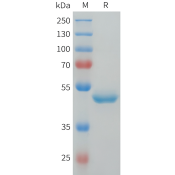 Mouse TIM3 Protein, hFc Tag